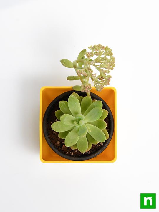Sedum adolphii - Succulent Plant - Image 5