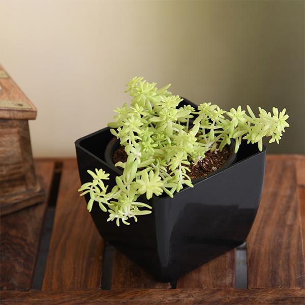 Sedum Angelina (Golden) - Succulent Plant