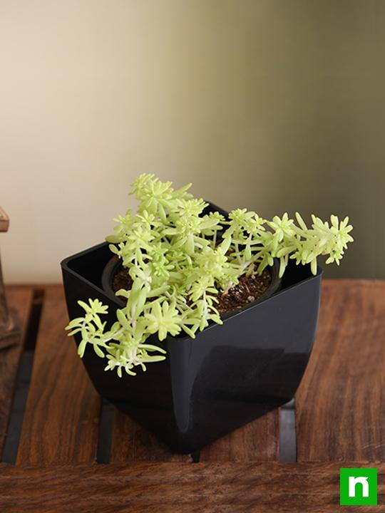 Sedum Angelina (Golden) - Succulent Plant - Image 2