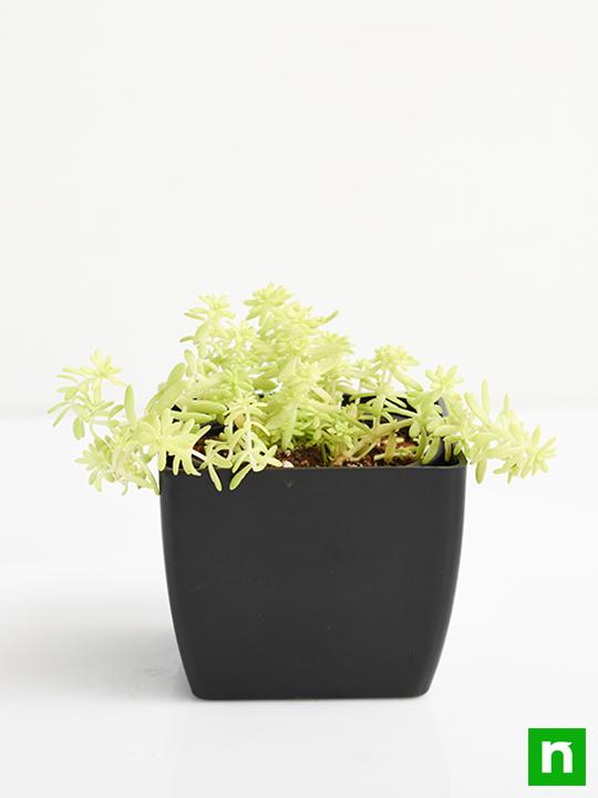 Sedum Angelina (Golden) - Succulent Plant - Image 3