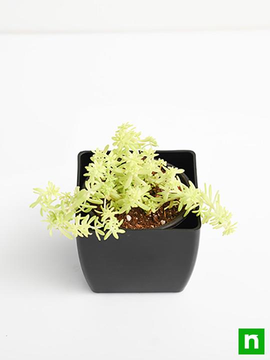 Sedum Angelina (Golden) - Succulent Plant - Image 4