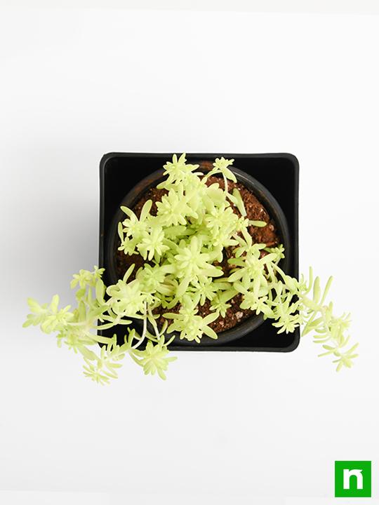 Sedum Angelina (Golden) - Succulent Plant - Image 5