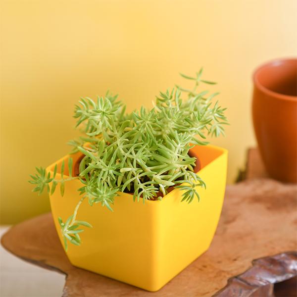 Sedum Angelina (Green) - Succulent Plant