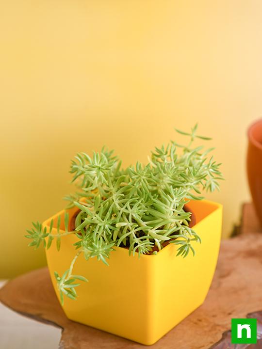 Sedum Angelina (Green) - Succulent Plant - Image 2