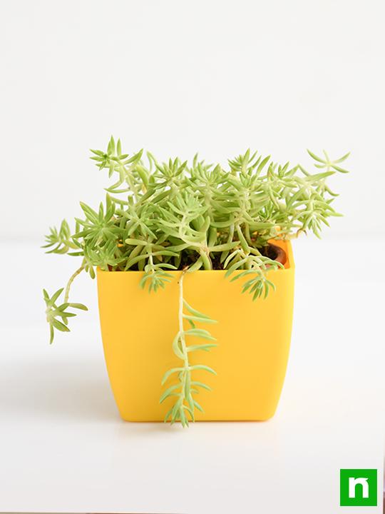 Sedum Angelina (Green) - Succulent Plant - Image 3