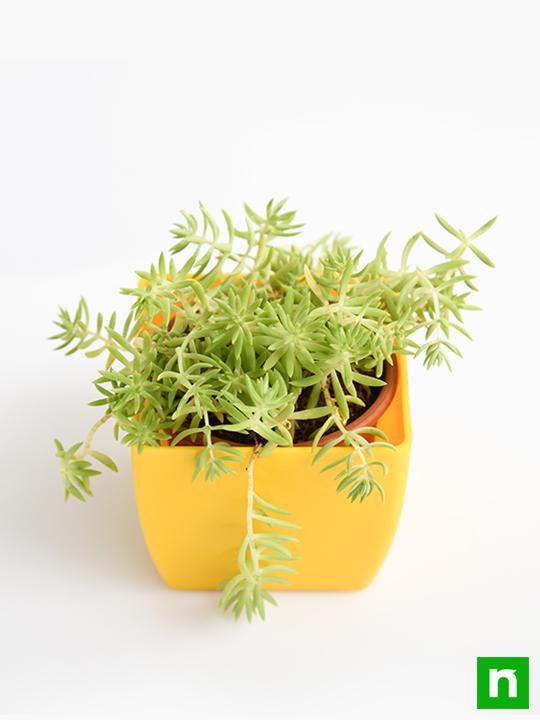 Sedum Angelina (Green) - Succulent Plant - Image 4