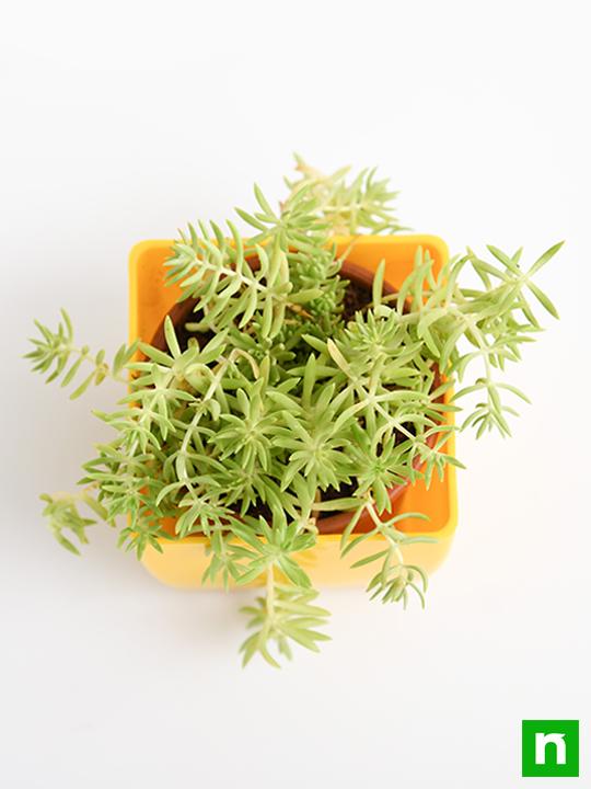 Sedum Angelina (Green) - Succulent Plant - Image 5