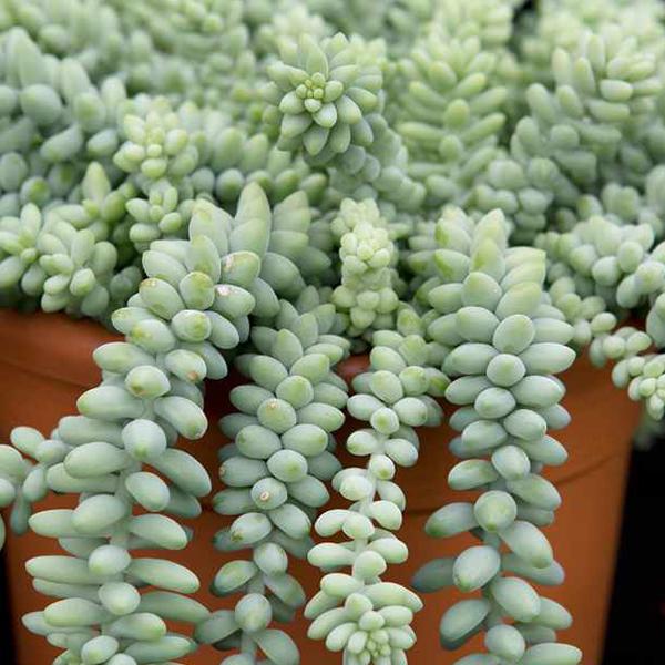 Sedum Burrito - Succulent Plant - Image 2
