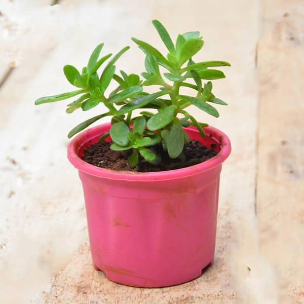 Sedum confusum - Succulent Plant