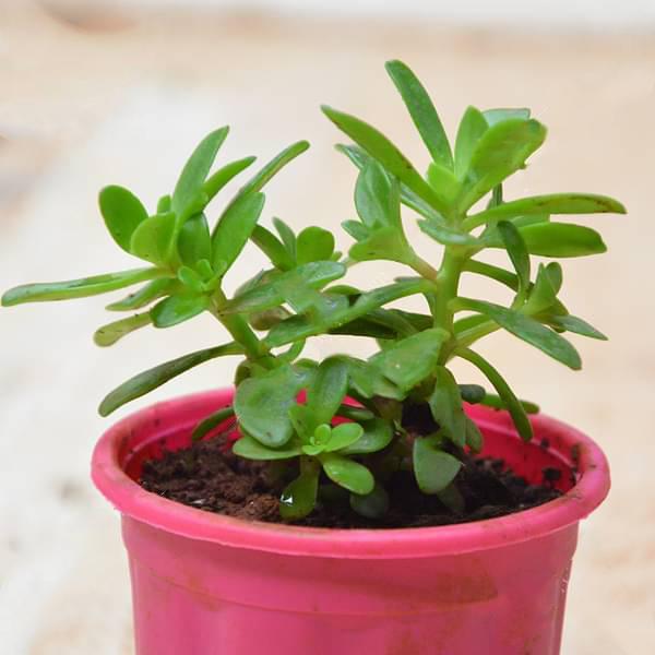 Sedum confusum - Succulent Plant - Image 2