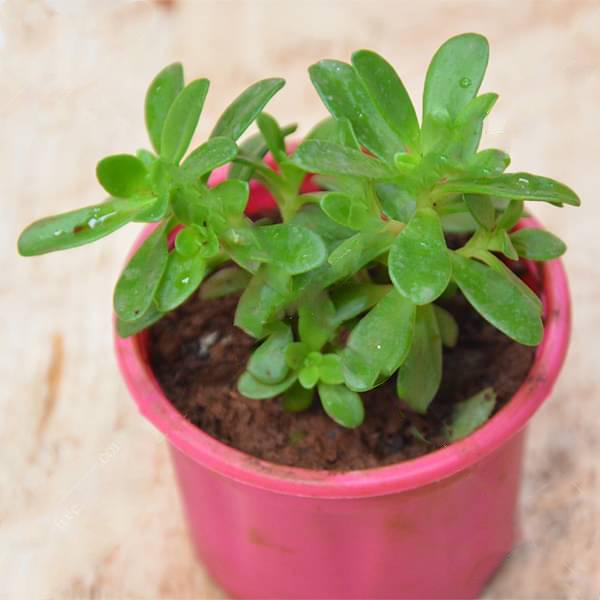 Sedum confusum - Succulent Plant - Image 3
