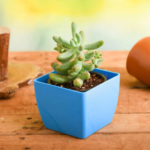Sedum pachyphyllum - Succulent Plant