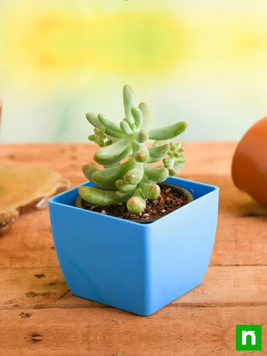 Sedum pachyphyllum - Succulent Plant - Image 2