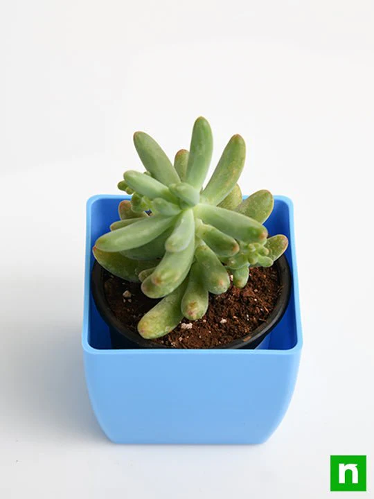 Sedum pachyphyllum - Succulent Plant - Image 3