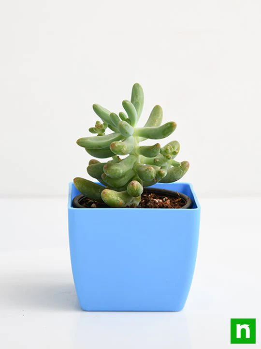 Sedum pachyphyllum - Succulent Plant - Image 4