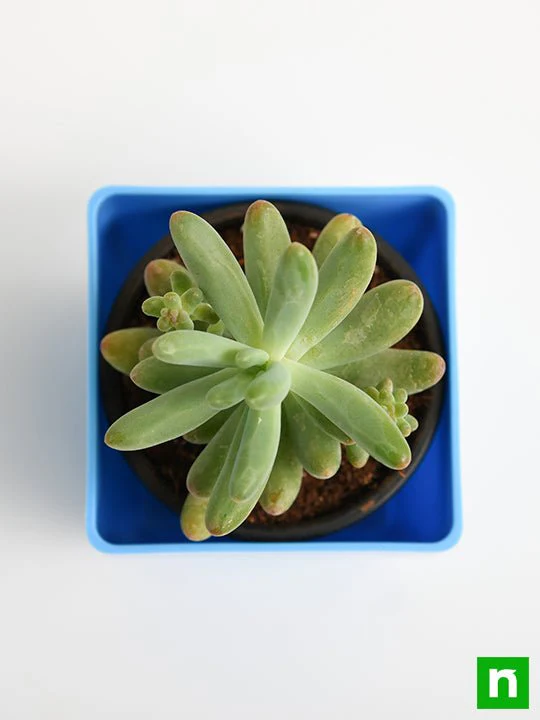 Sedum pachyphyllum - Succulent Plant - Image 5
