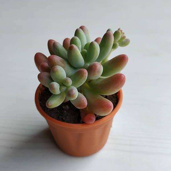 Sedum rubrotinctum Aurora - Succulent Plant - Image 2
