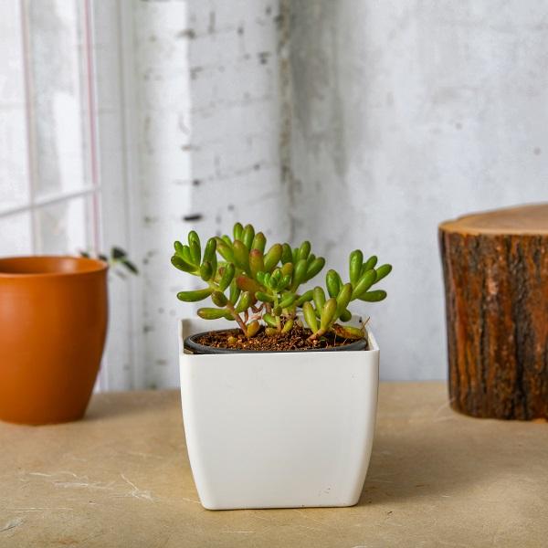 Sedum rubrotinctum Pork and Beans - Succulent Plant