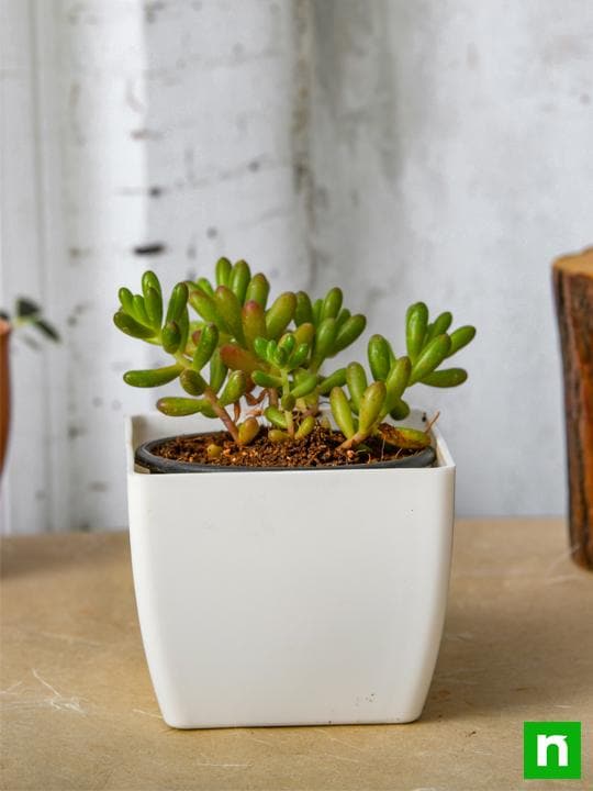 Sedum rubrotinctum Pork and Beans - Succulent Plant - Image 2