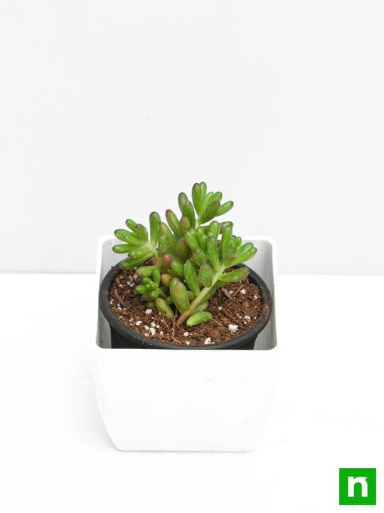 Sedum rubrotinctum Pork and Beans - Succulent Plant - Image 4