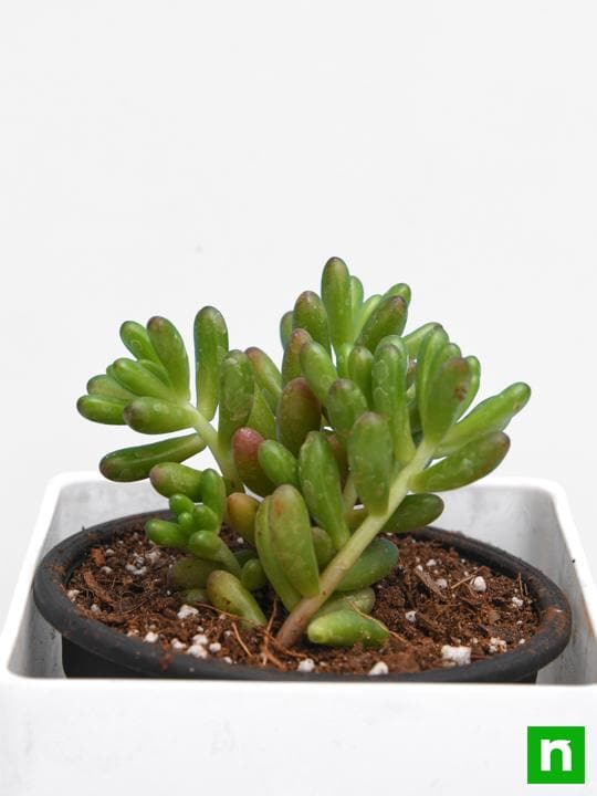 Sedum rubrotinctum Pork and Beans - Succulent Plant - Image 5