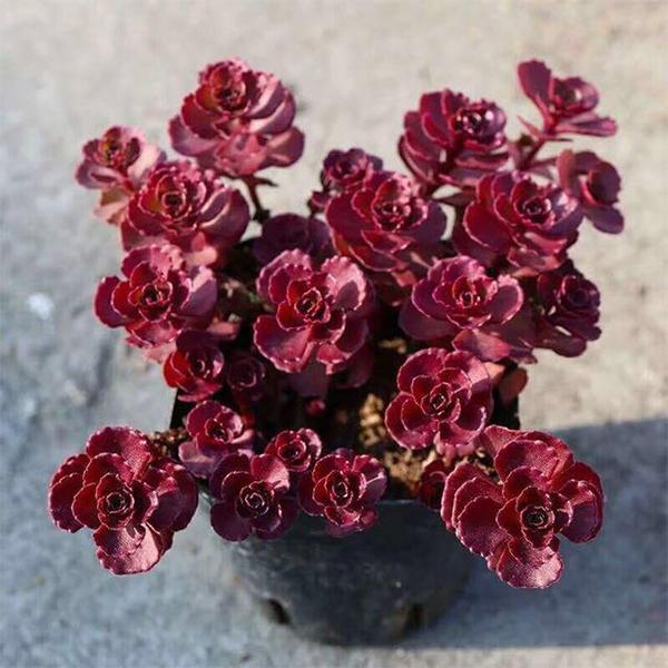 Sedum spurium Voodoo, Dragon blood - Succulent Plant