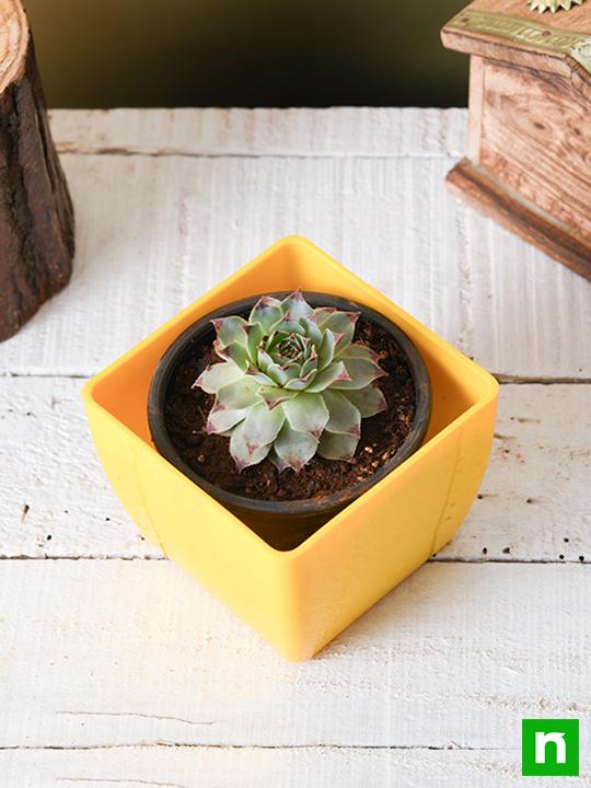 Sempervivum calcareum, Houseleek, Lakshmi Kamal - Succulent Plant - Image 2