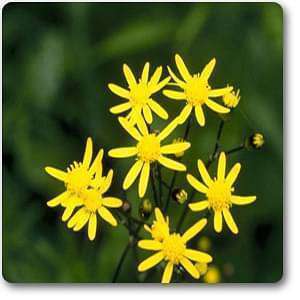 Senecio aureus - Plant