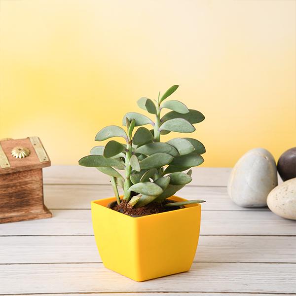 Senecio crassissimus - Succulent Plant