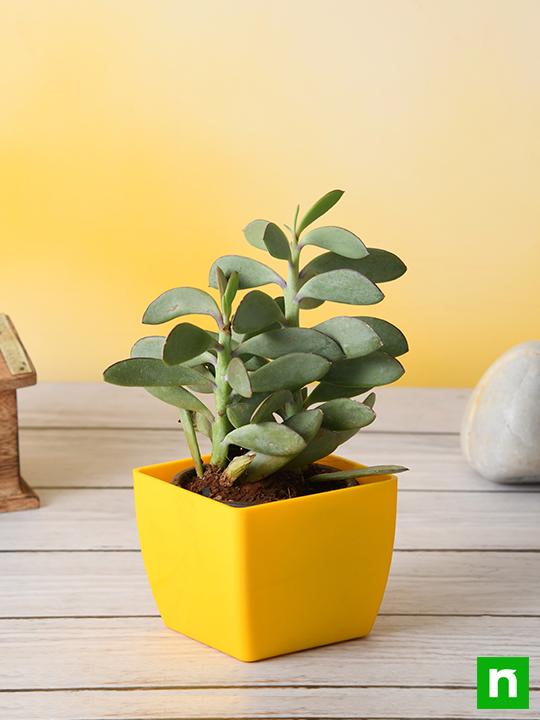 Senecio crassissimus - Succulent Plant - Image 2