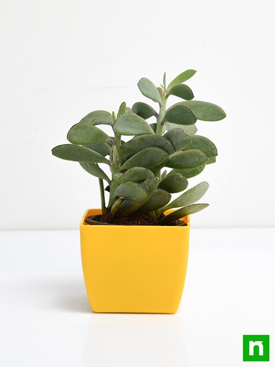 Senecio crassissimus - Succulent Plant - Image 3
