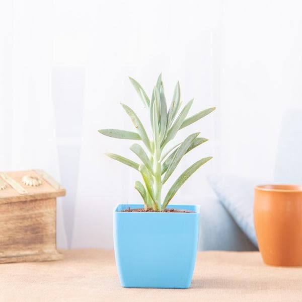 Senecio ficoides Mount Everest - Succulent Plant