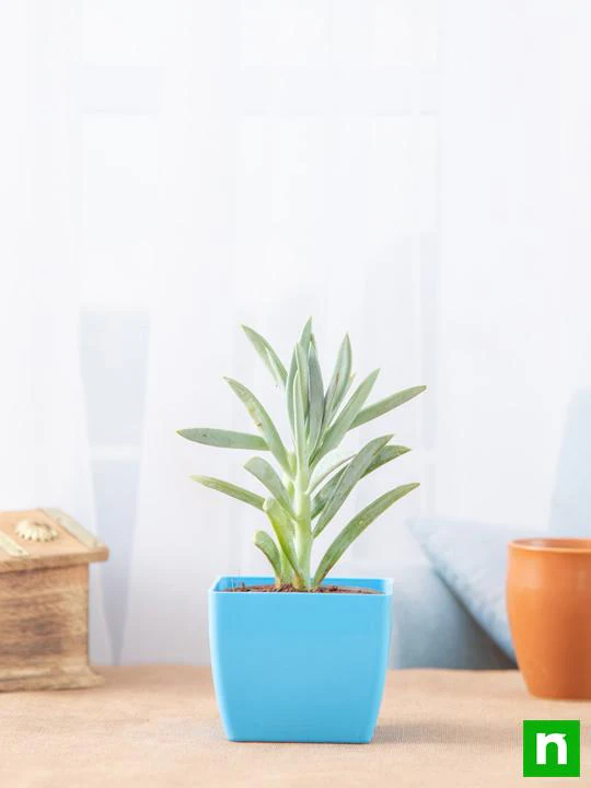 Senecio ficoides Mount Everest - Succulent Plant - Image 2