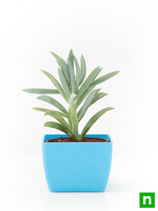 Senecio ficoides Mount Everest - Succulent Plant - Image 3