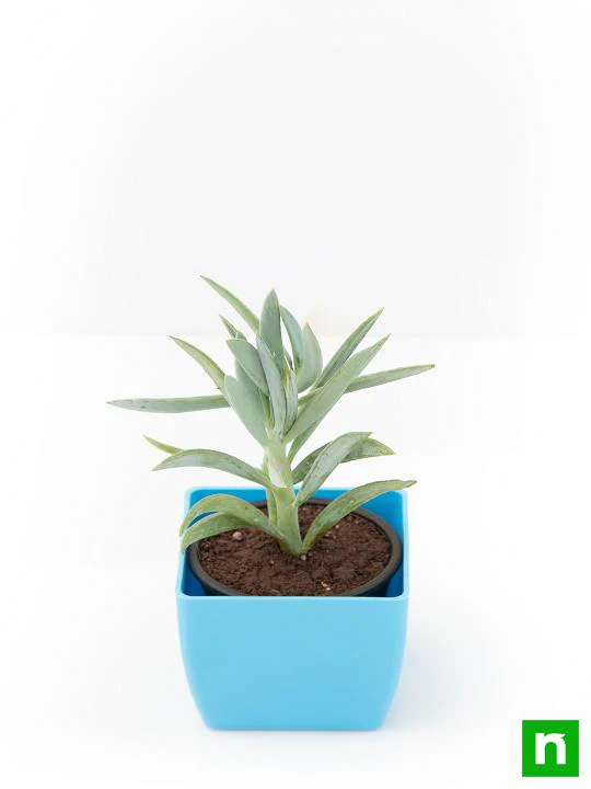 Senecio ficoides Mount Everest - Succulent Plant - Image 4