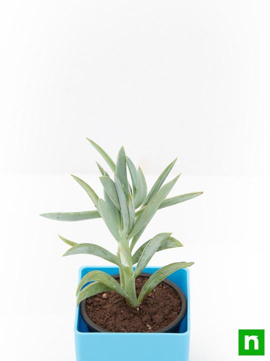 Senecio ficoides Mount Everest - Succulent Plant - Image 5