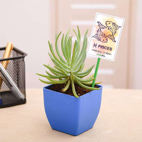 Senecio for Pisces or Meen Rashi - Plant