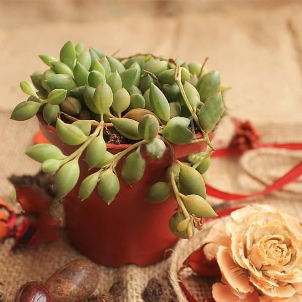 Senecio herreianus - Succulent Plant