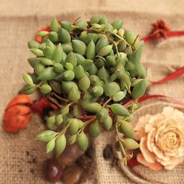 Senecio herreianus - Succulent Plant - Image 2