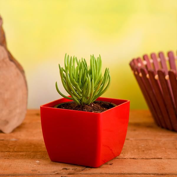 Senecio mandraliscae - Succulent Plant