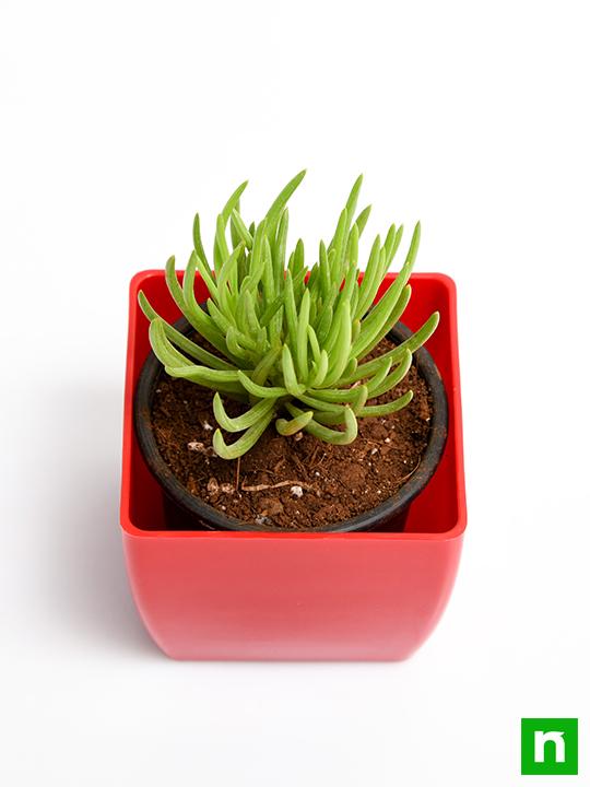 Senecio mandraliscae - Succulent Plant - Image 4