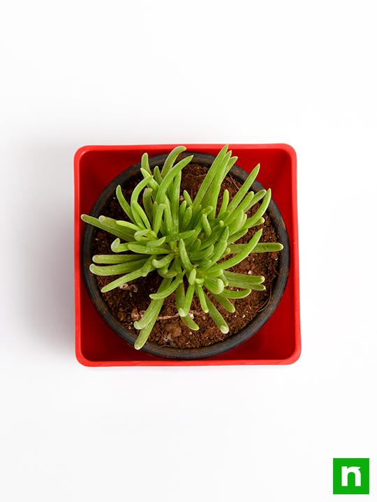 Senecio mandraliscae - Succulent Plant - Image 5