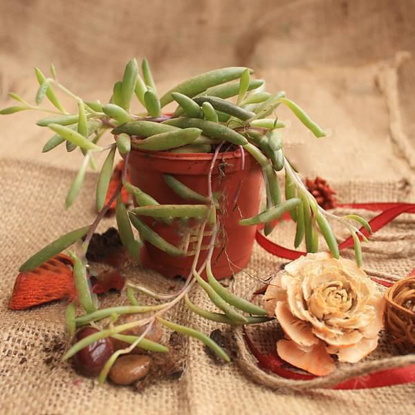 Senecio radicans Glauca - Succulent Plant