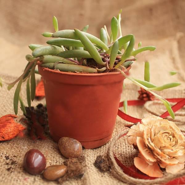 Senecio radicans Glauca - Succulent Plant - Image 2