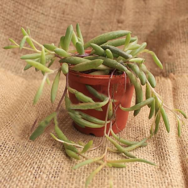 Senecio radicans Glauca - Succulent Plant - Image 3