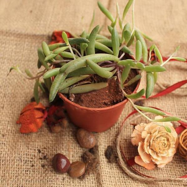 Senecio radicans Glauca - Succulent Plant - Image 4