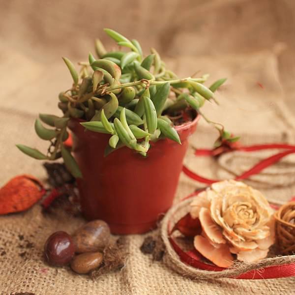 Senecio radicans - Succulent Plant