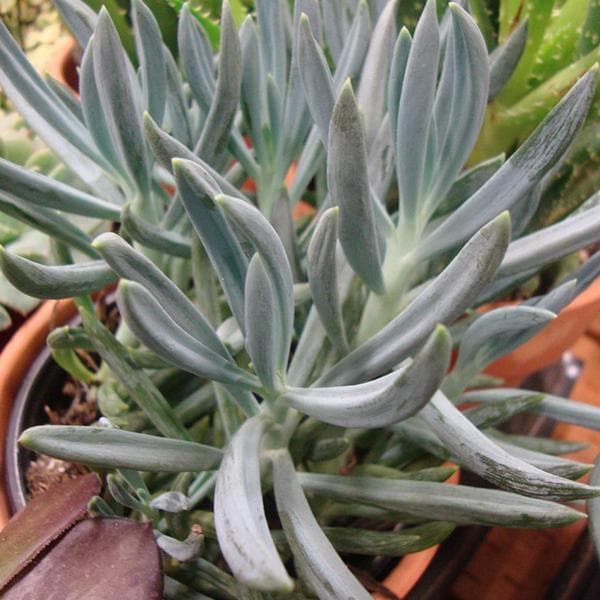 Senecio vitalis Blue - Succulent Plant - Image 2