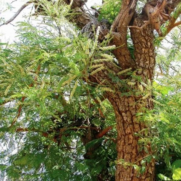 Senegalia Catechu, Khair - 0.5 kg Seeds - Image 3