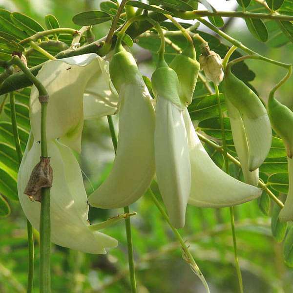 Sesbania grandiflora, Hummingbird tree - Plant